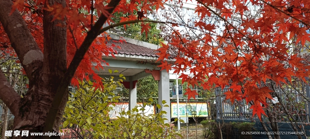 红叶