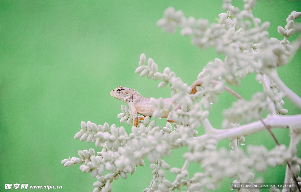 蜥蜴 