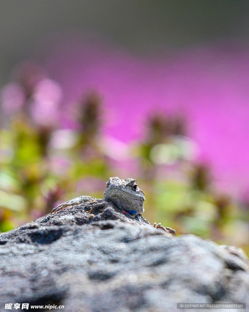 蜥蜴