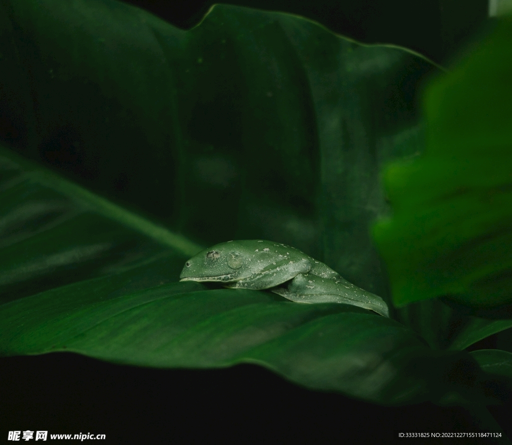 蜥蜴