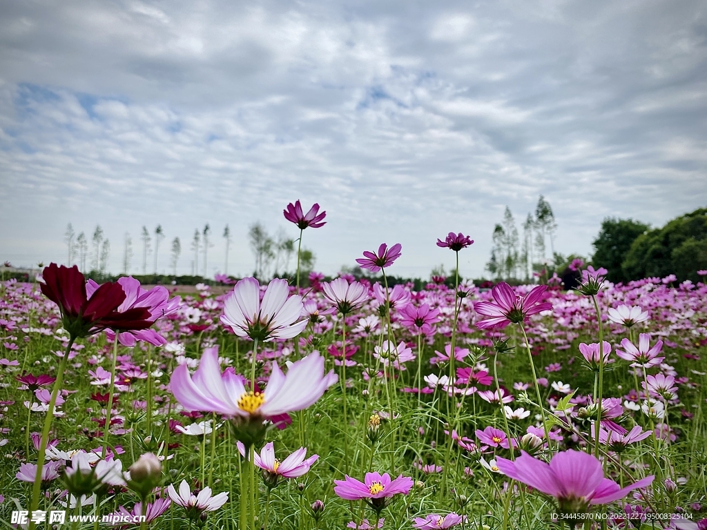 格桑花