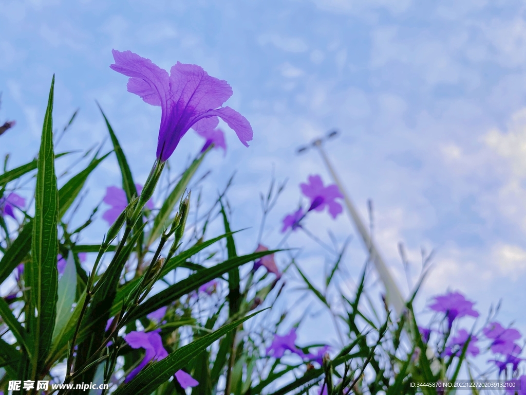花