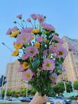 菊