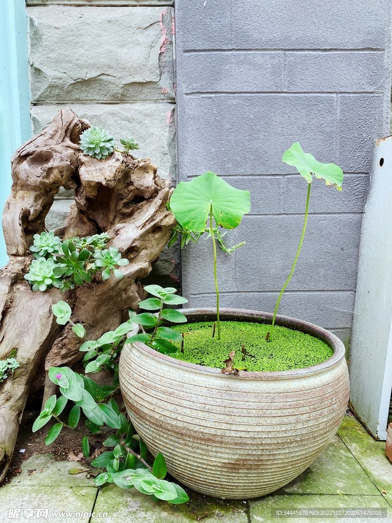 缸