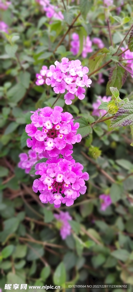 紫色花朵蔓马缨丹