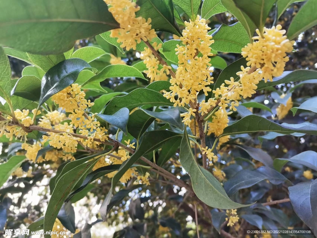 桂花