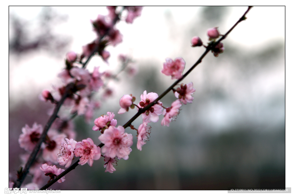 梅花