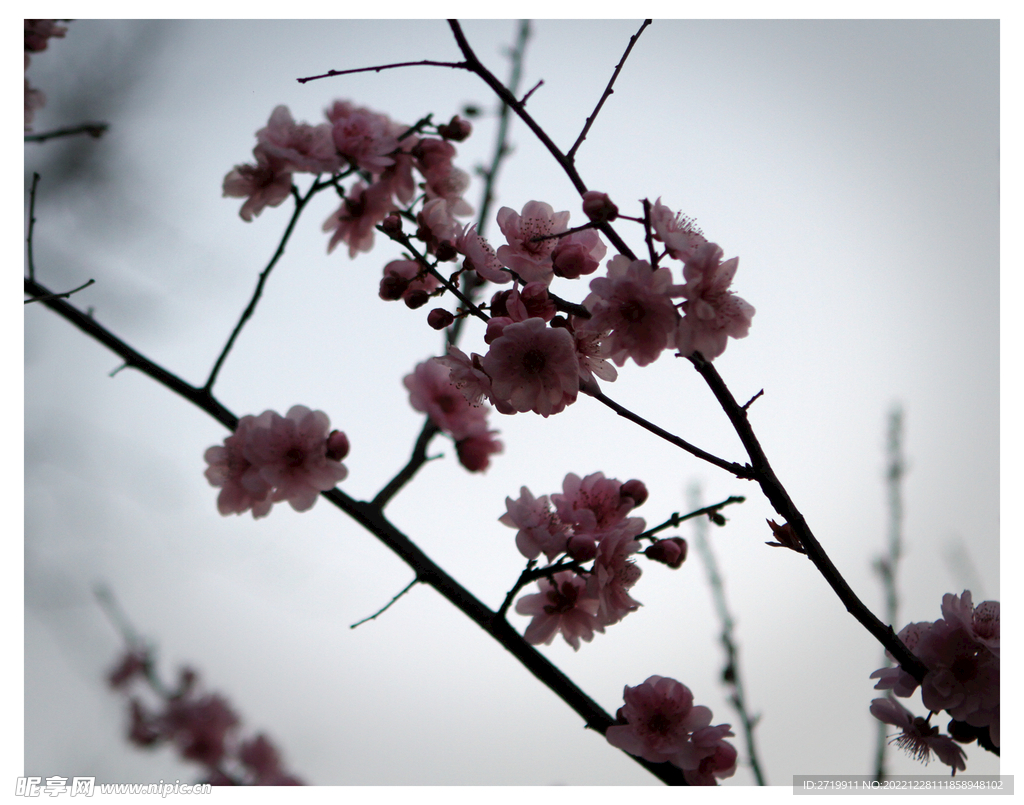 梅花