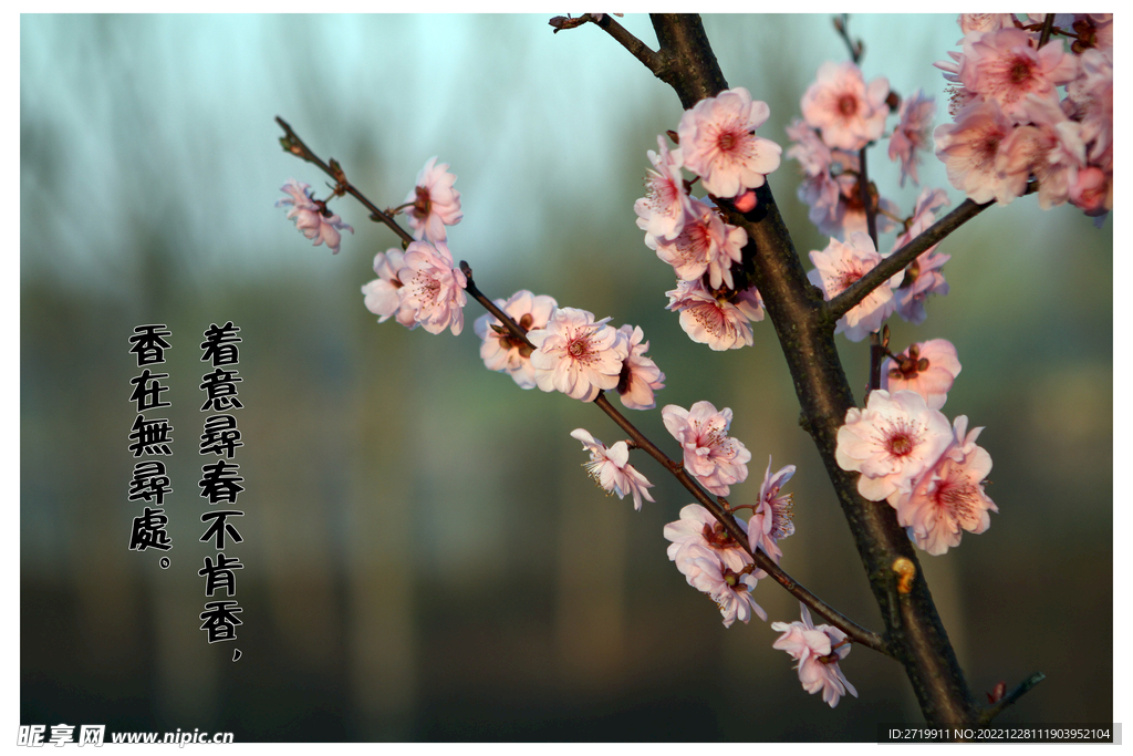 梅花