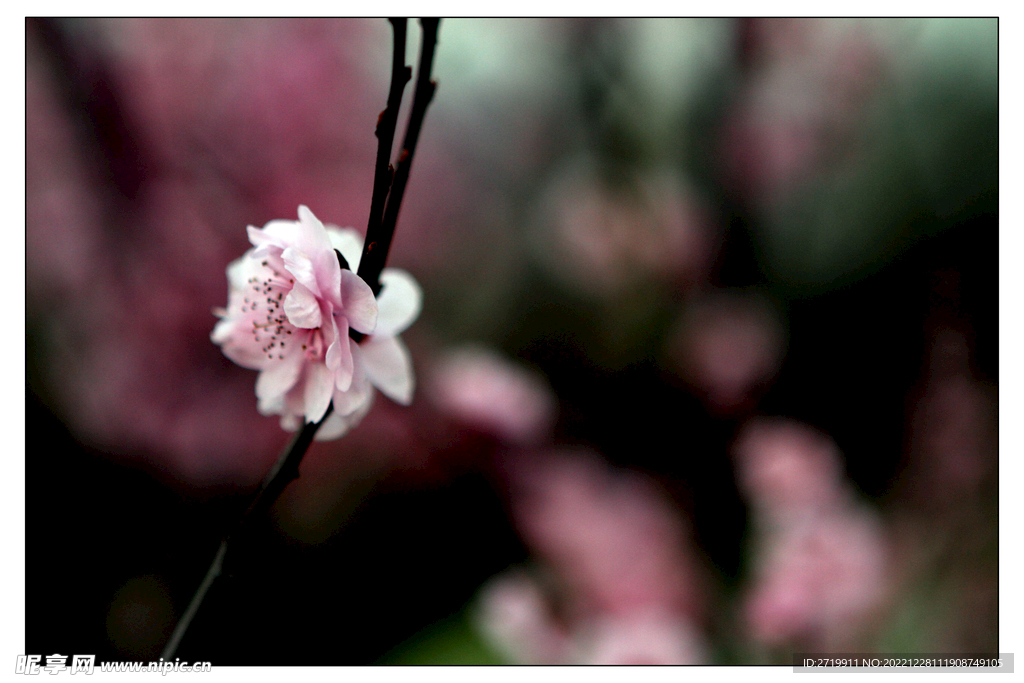 梅花