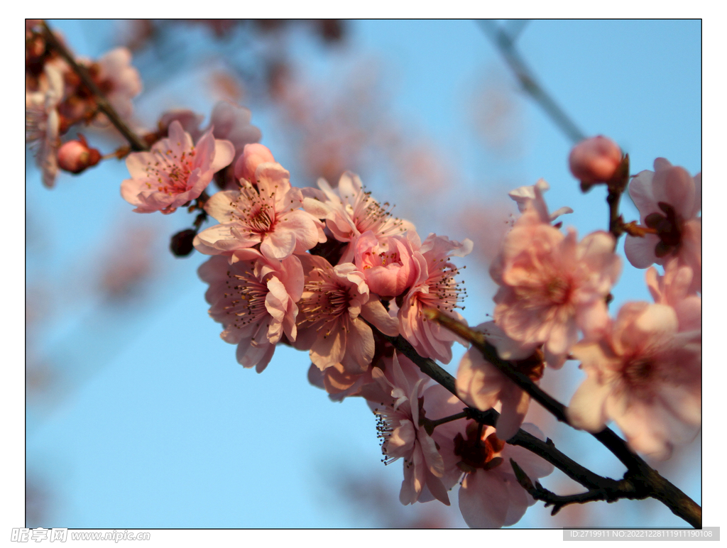 梅花