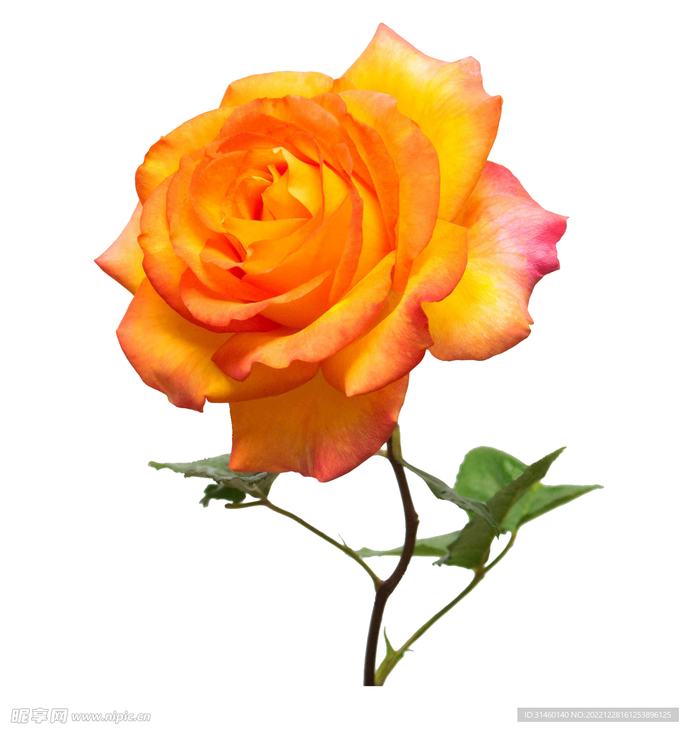 玫瑰花