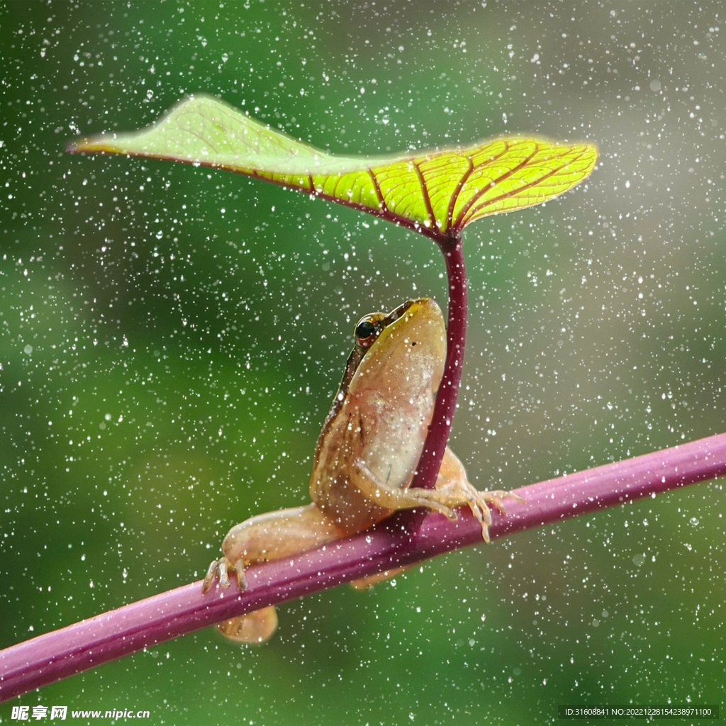 青蛙
