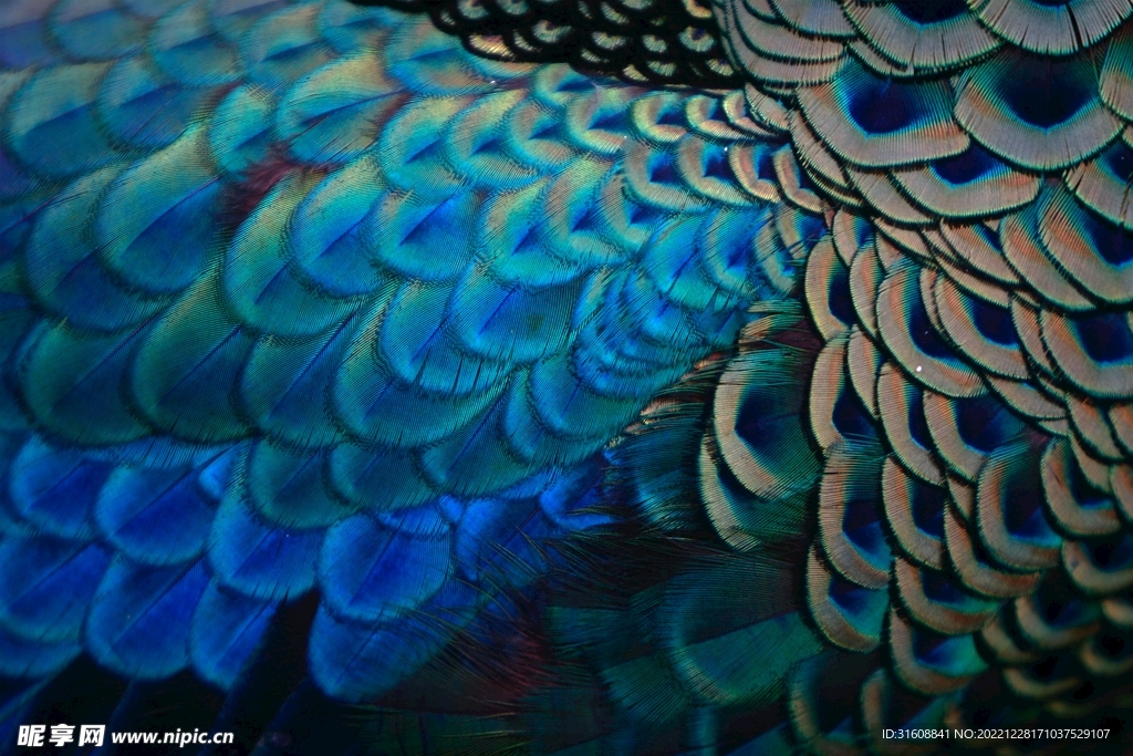 孔雀