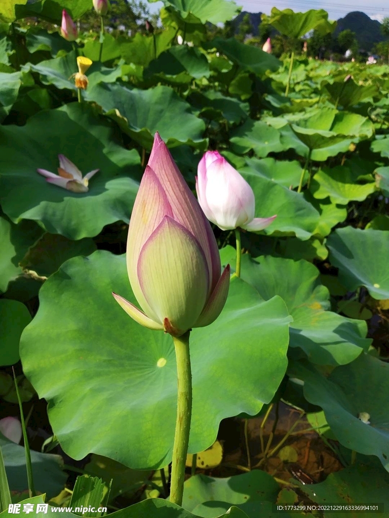 荷花蕾