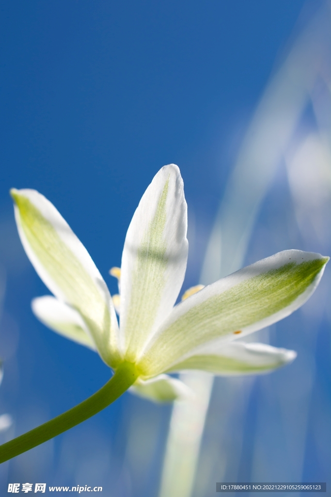 三花洼瓣花