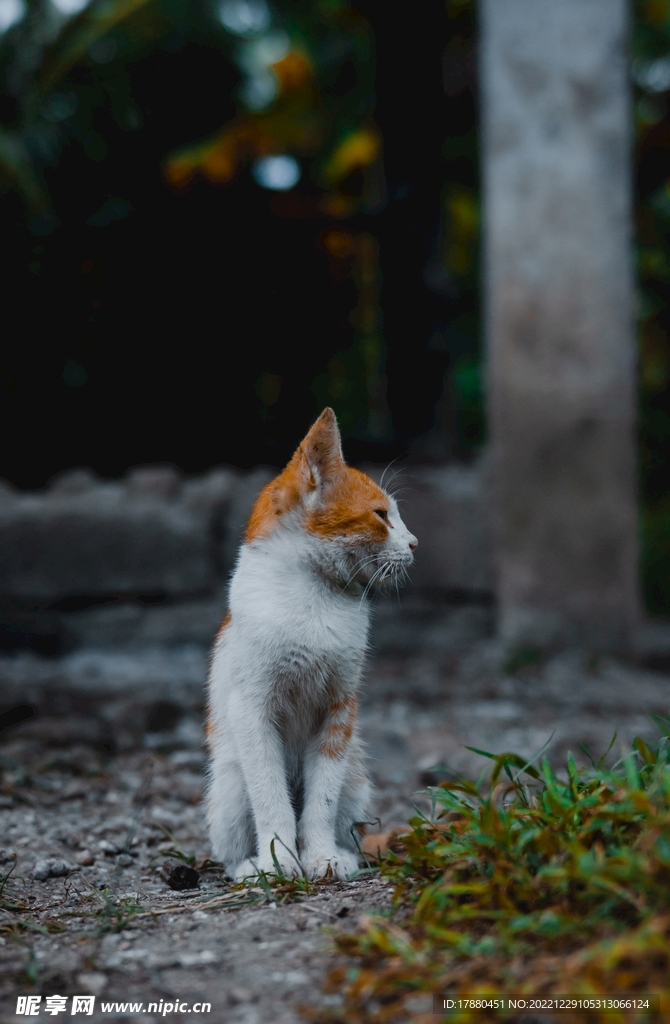 猫