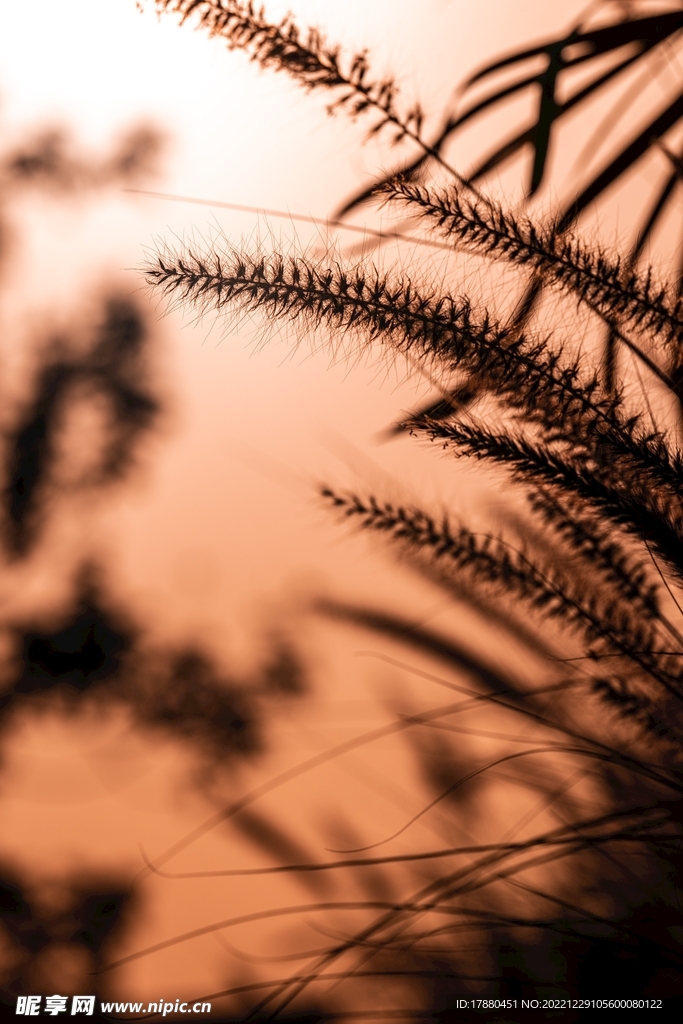 野草
