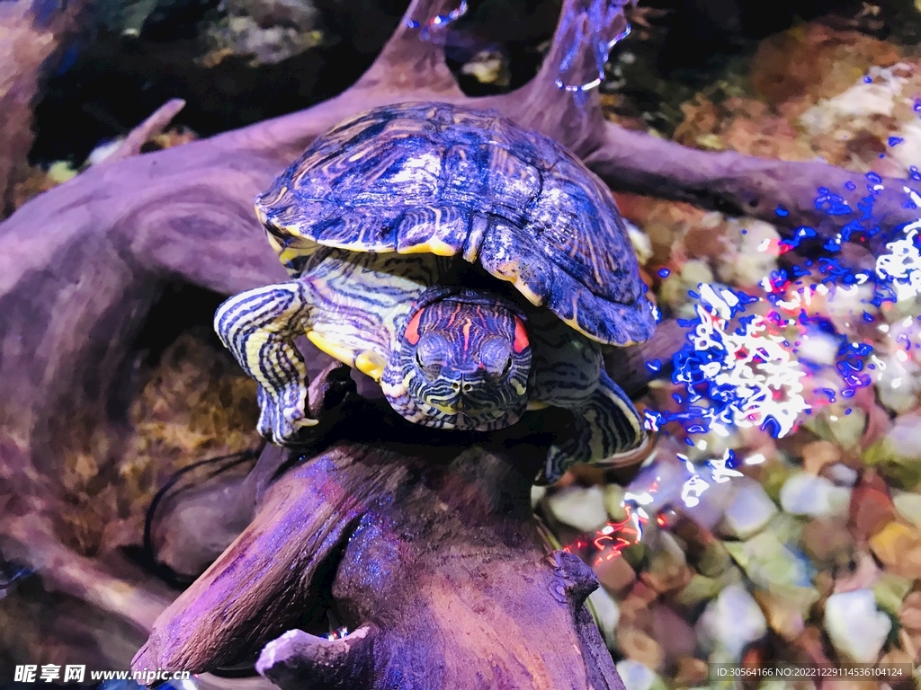 乌龟摄影图__野生动物_生物世界_摄影图库_昵图网