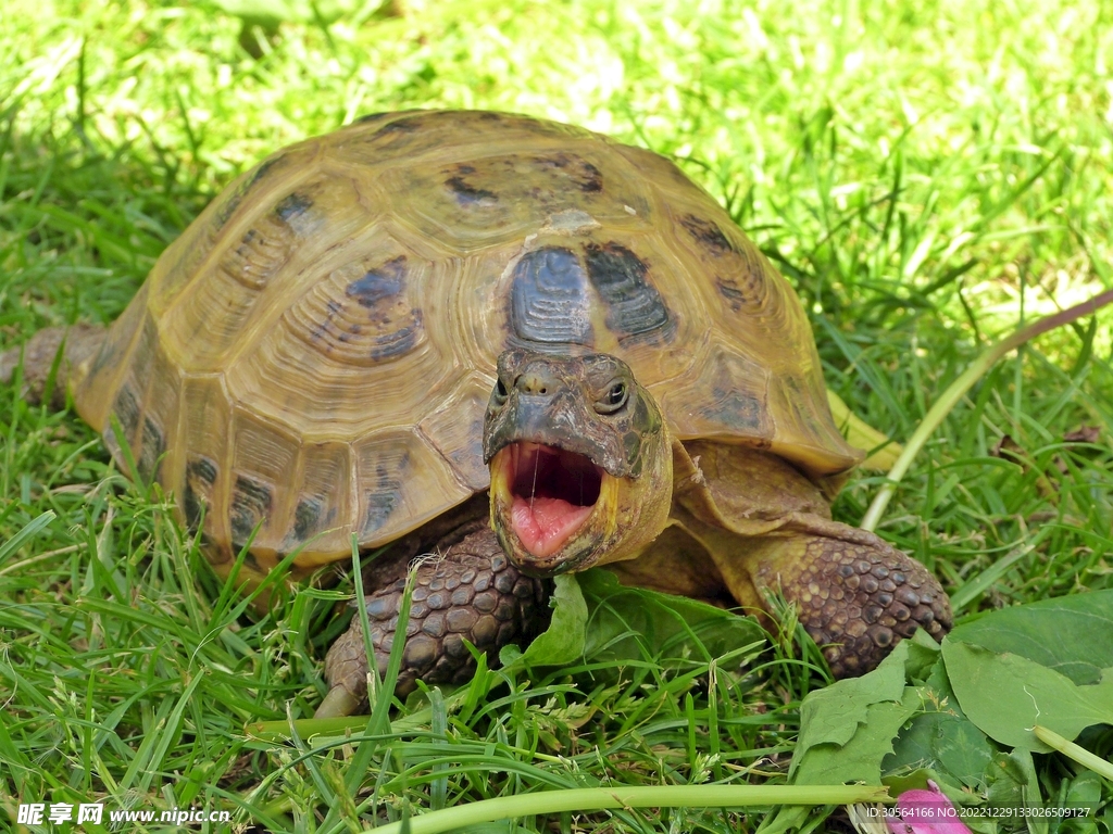 乌龟摄影图__野生动物_生物世界_摄影图库_昵图网