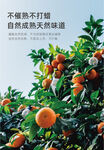 沃柑
