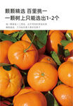 沃柑