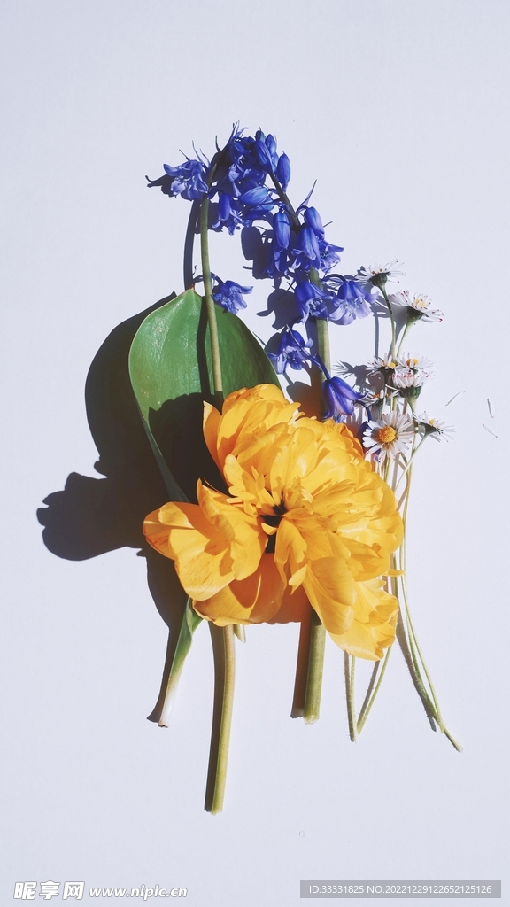 雏菊