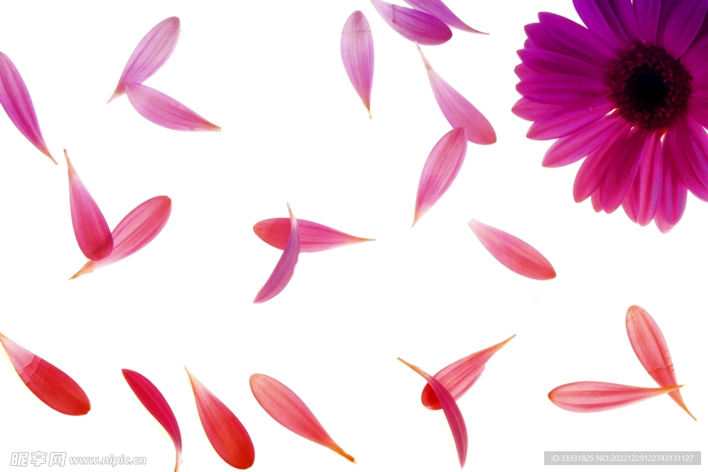 雏菊