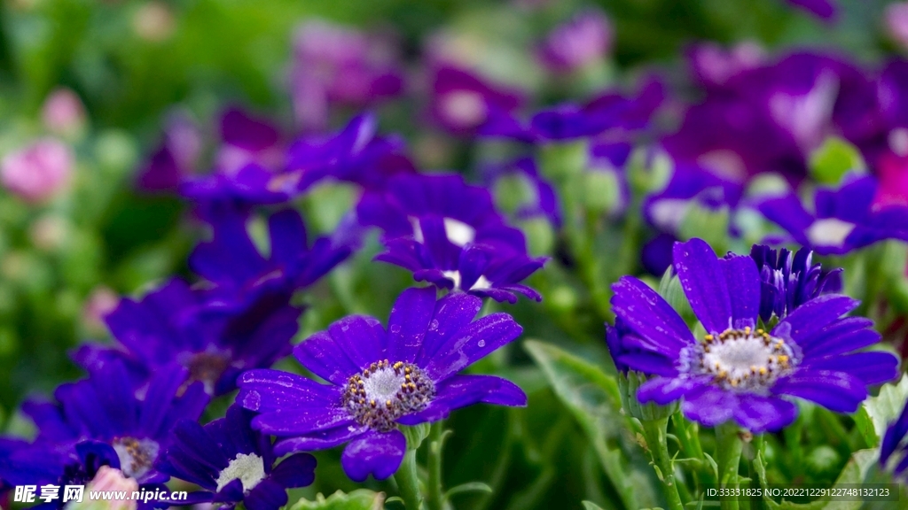 雏菊