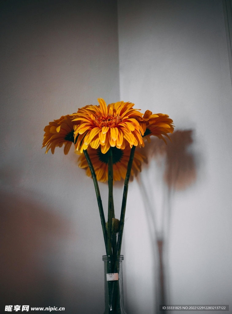雏菊