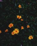 雏菊