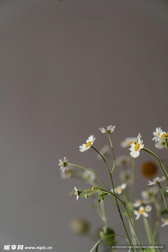 雏菊