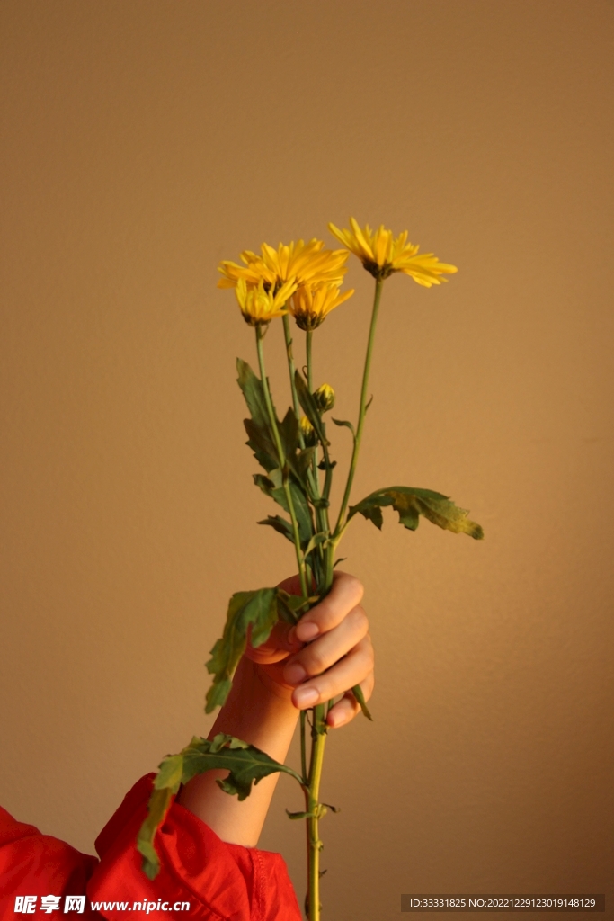 雏菊