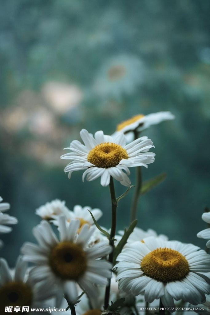 雏菊