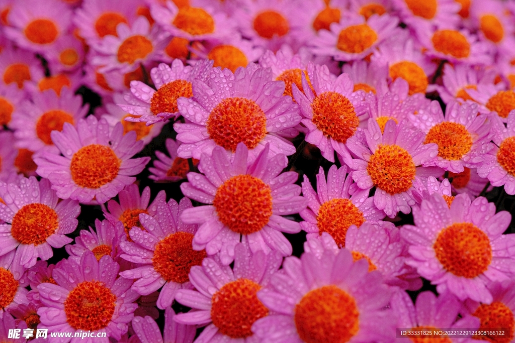 雏菊