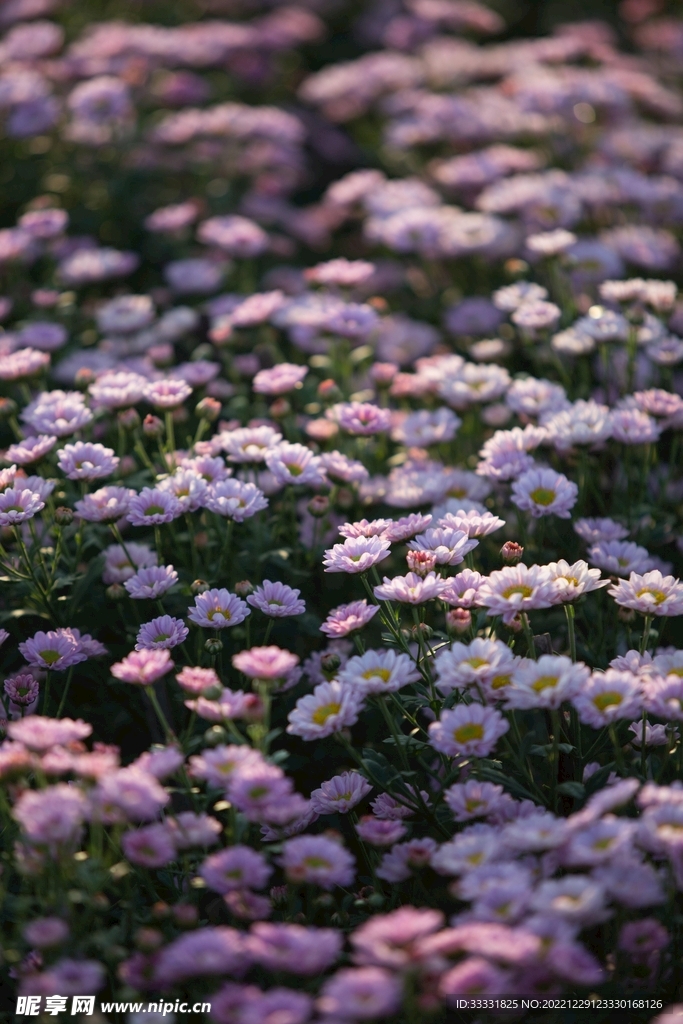 雏菊