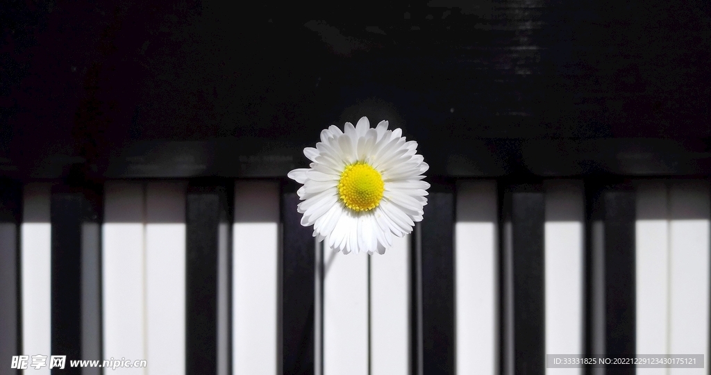 雏菊