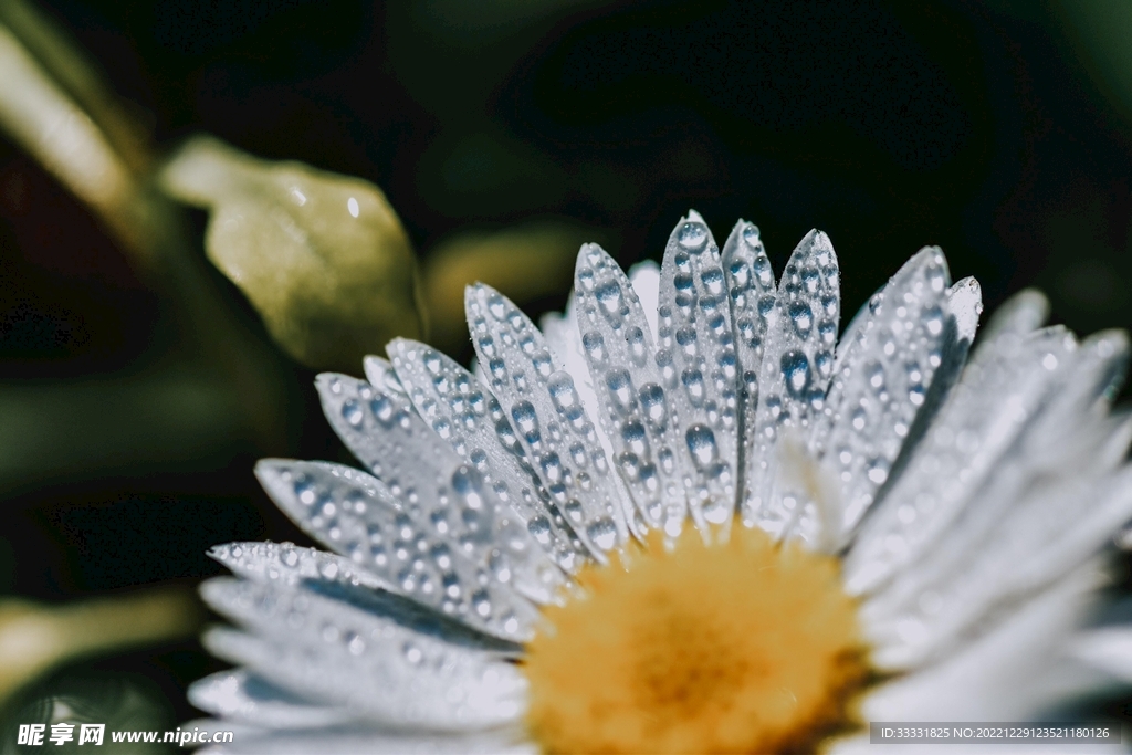 雏菊