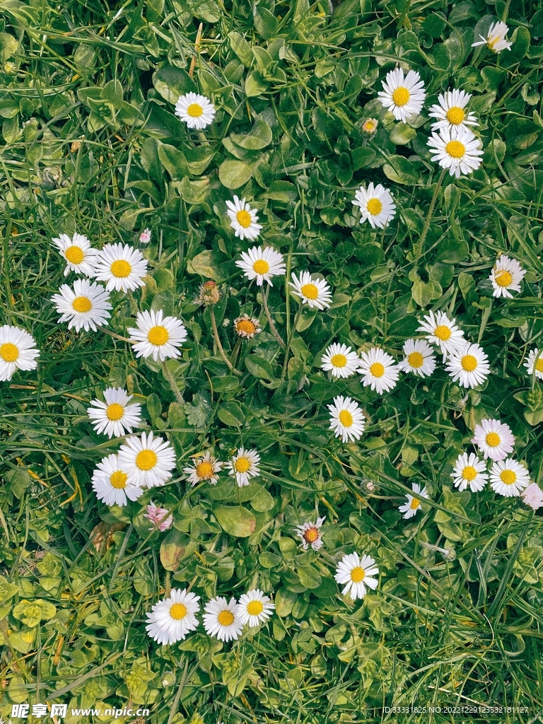 雏菊