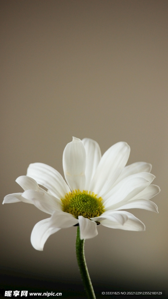 雏菊