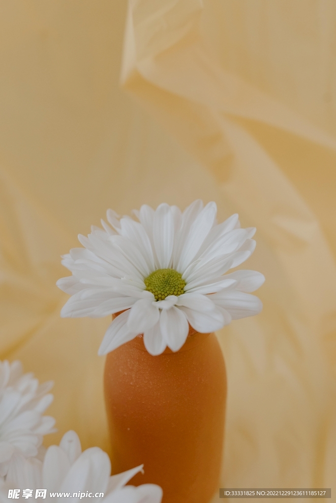 雏菊