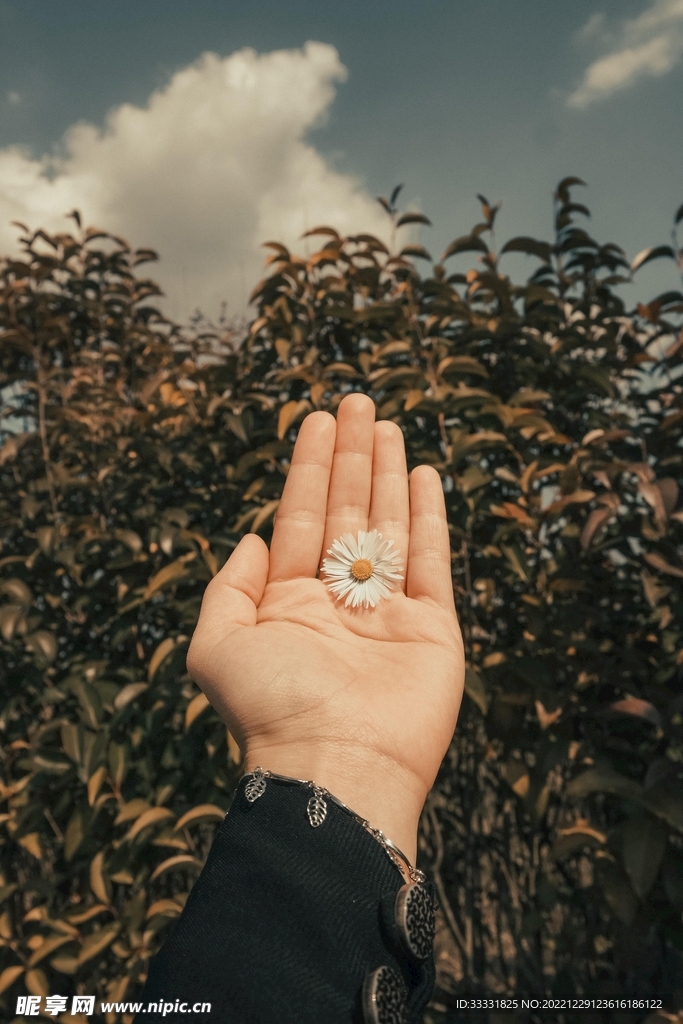 雏菊