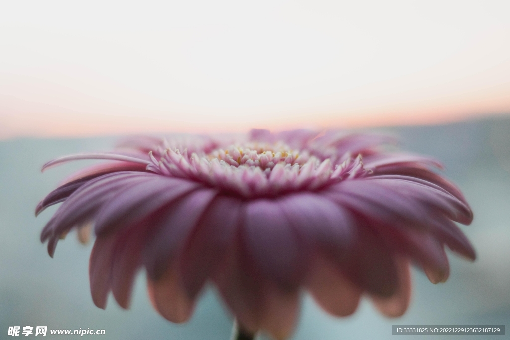 雏菊