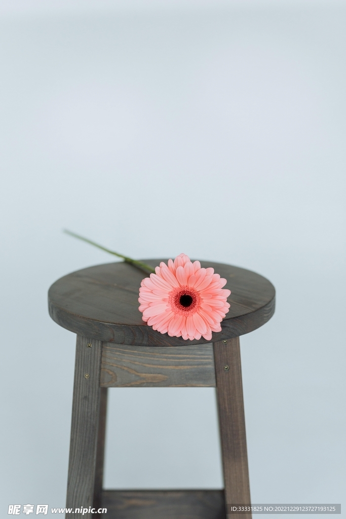 雏菊