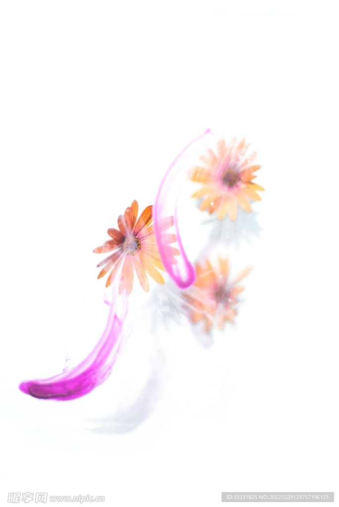 雏菊