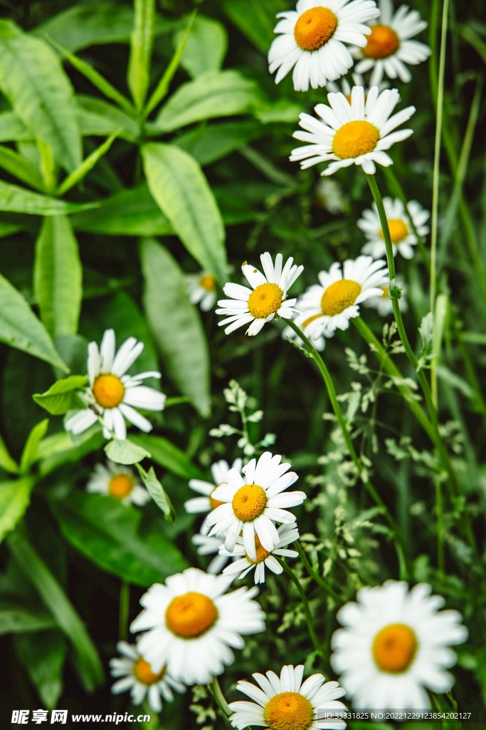 雏菊