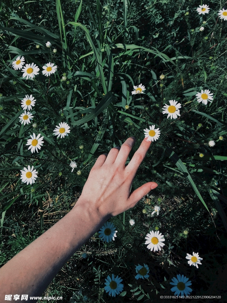 雏菊