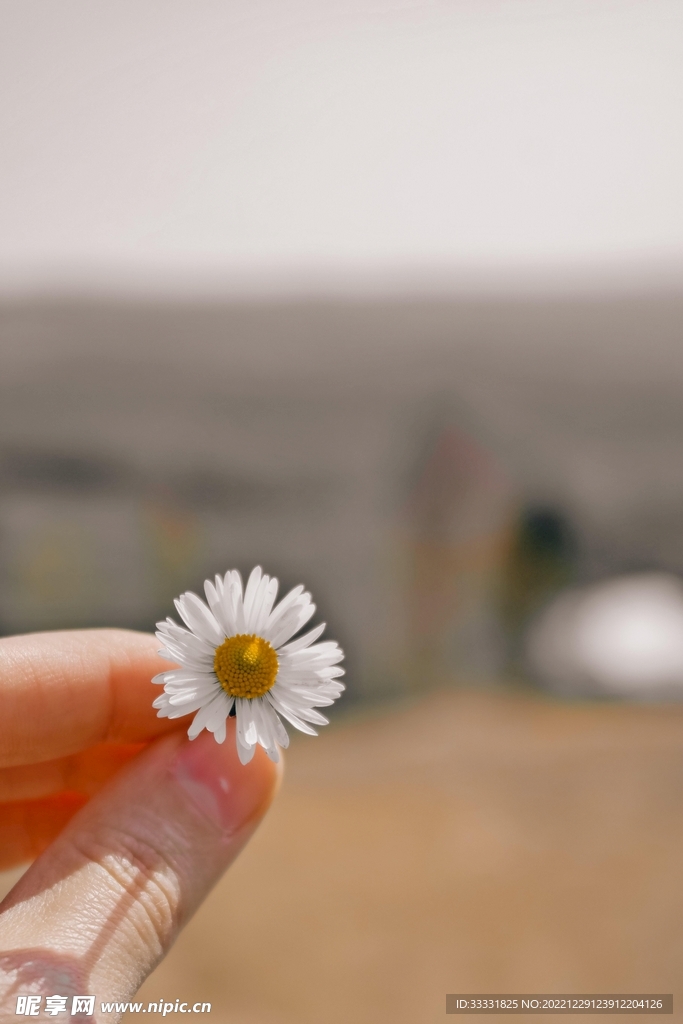 雏菊