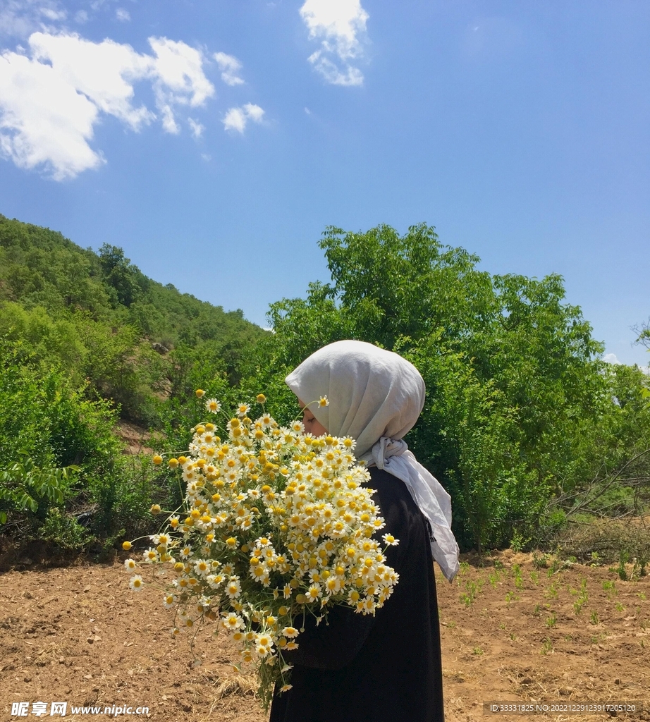 雏菊