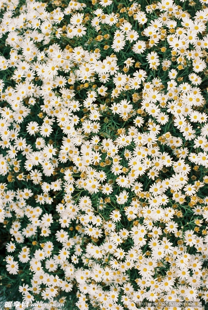 雏菊
